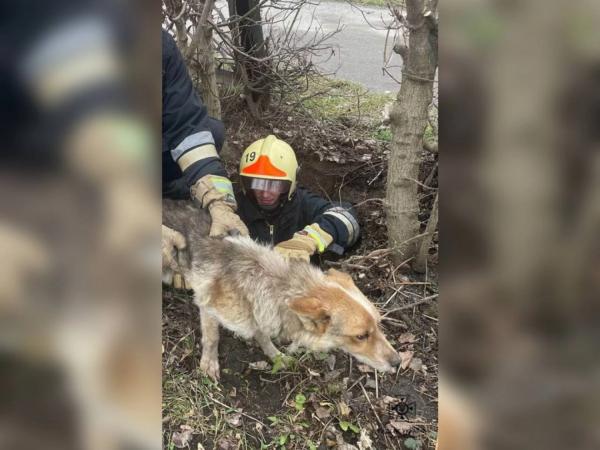 У Вінницькому районі рятувальники дістали собаку, який потрапив у каналізаційний люк