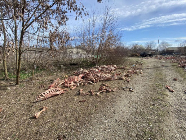 Звалище кісток тварин виявили екологи у громаді на Вінниччині