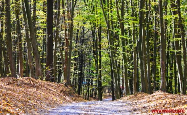 Понад двісті гектарів лісу на Вінниччині мають повернути у комунальну власність облради