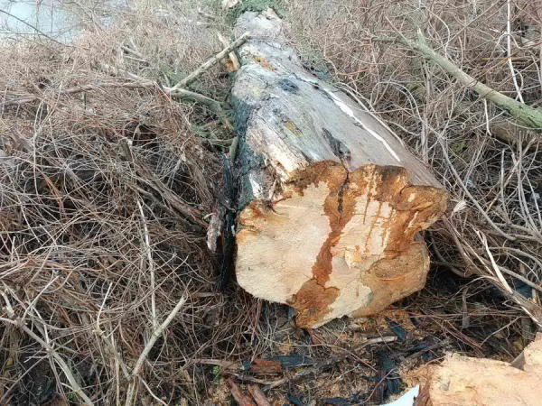 Біля сільського ставка на Вінниччині вирізали дерева, мер звернувся до екологів