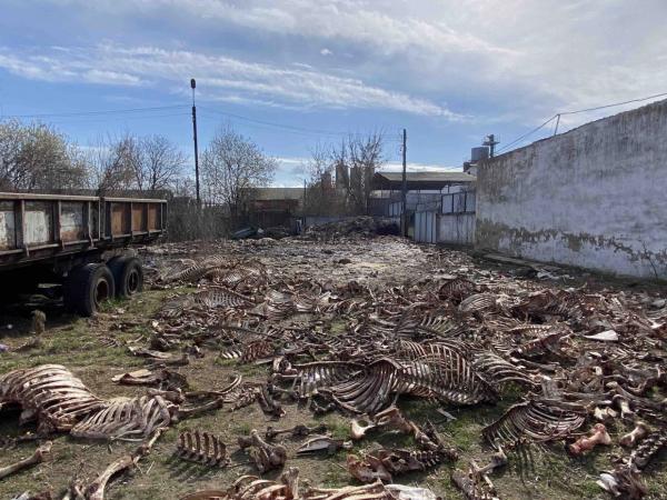 Звалище кісток тварин виявили екологи у громаді на Вінниччині