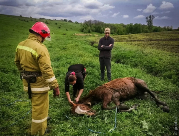На Одещині врятували коня, який застряг у болоті