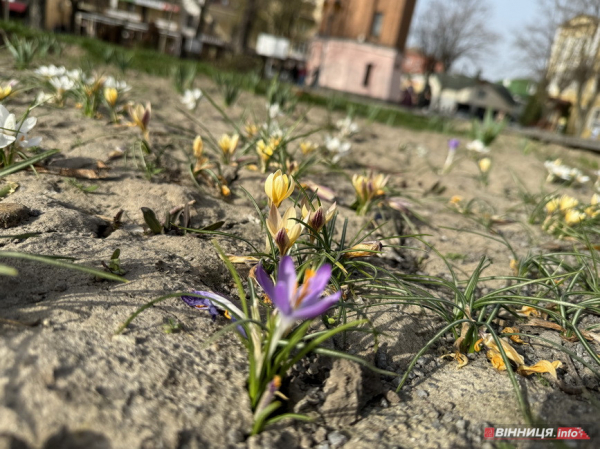 Перший день квітня Вінниця зустрічає цвітінням магнолій