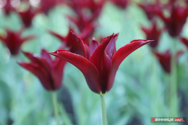 У вінницькому парку імені Леонтовича розцвіли тюльпани