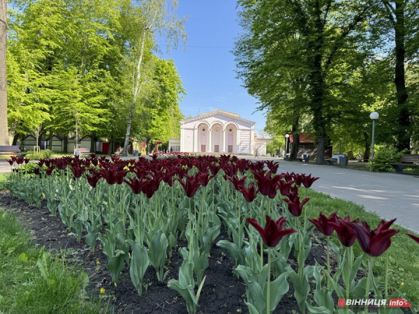 У вінницькому парку імені Леонтовича розцвіли тюльпани