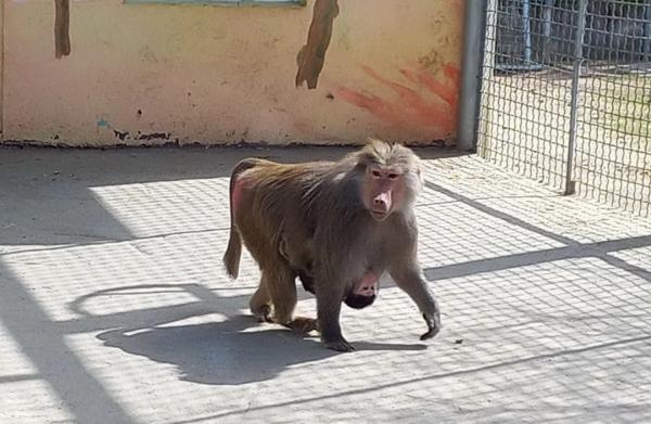 У вінницькому зоопарку народилось мавпенятко