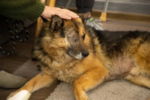 У реабілітаційному центрі на Вінниччині допомагають пораненим військовим та врятованим від війни тваринам