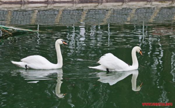 На озеро біля центрального парку Вінниці повернулись лебеді