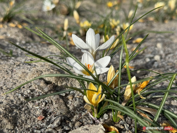 Перший день квітня Вінниця зустрічає цвітінням магнолій