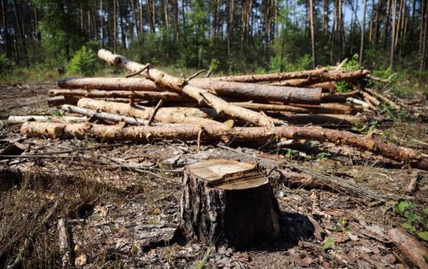 На Вінниччині чоловік незаконно вирубував дерева