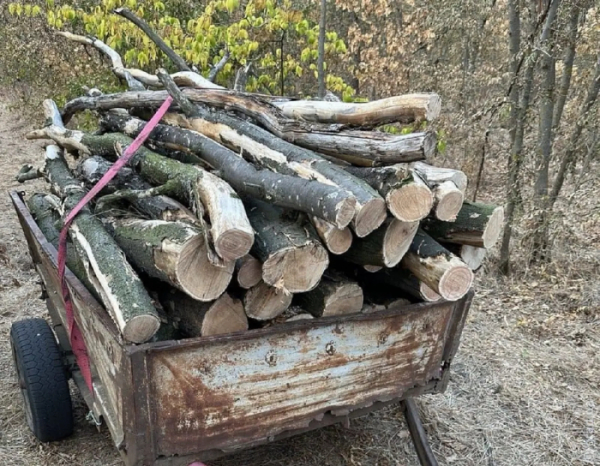 Нарубали дерев на 500 тисяч гривень: двох жителів Одеського району викрили у заповіднику
