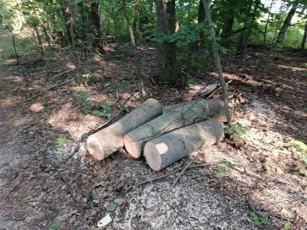 Екологи затримали чоловіка, який вирубував лісосмугу і продавав деревину у Гайсинському районі Екологи затримали чоловіка, який вирубував лісосмугу і продавав деревину у Гайсинському районі