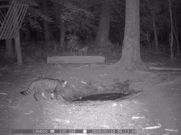 Рідкісний дикий кіт потрапив у фотопастку в лісі на Вінниччині