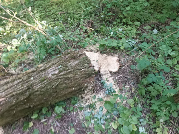 Екологи затримали чоловіка, який вирубував лісосмугу і продавав деревину у Гайсинському районі Екологи затримали чоловіка, який вирубував лісосмугу і продавав деревину у Гайсинському районі