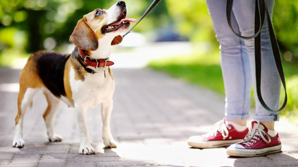 Прості команди для собак: як дресирувати цуценят та дорослих тварин
