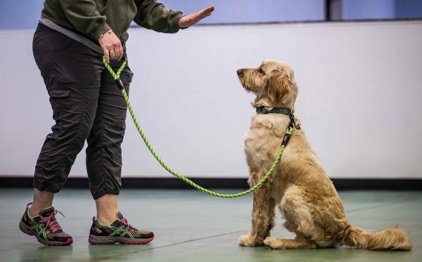 Прості команди для собак: як дресирувати цуценят та дорослих тварин