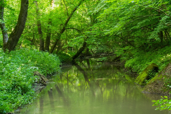 Гайдамацький Яр: унікальне місце сили, історії та таємниць Вінниччини