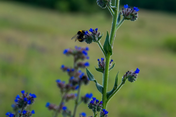 Гайдамацький Яр: унікальне місце сили, історії та таємниць Вінниччини