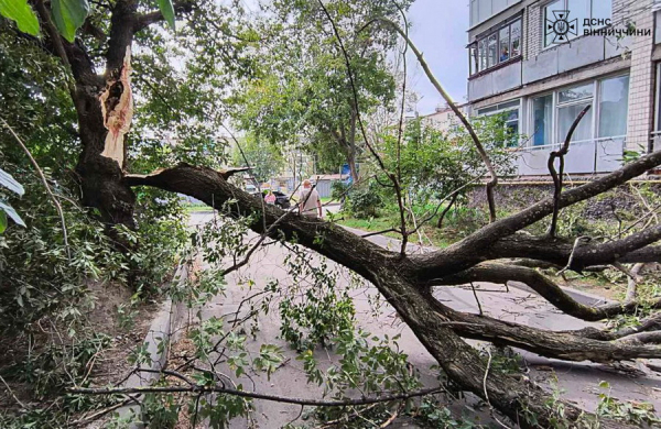 У Вінниці вітер повалив дерево на 6-річну дитину, в області вирує негода У Вінниці вітер повалив дерево на 6-річну дитину, в області вирує негода