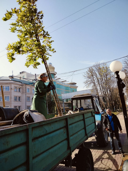 На вулицях Вінниці висаджують липи, клени, сакури, вербу й платани