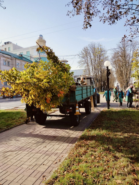 На вулицях Вінниці висаджують липи, клени, сакури, вербу й платани