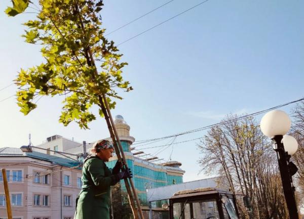 На вулицях Вінниці висаджують липи, клени, сакури, вербу й платани