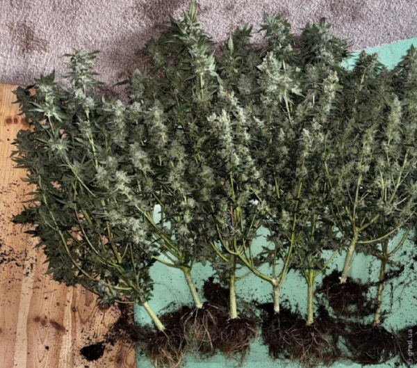 Одесит вирощував коноплі в домашніх умовах Одесит вирощував коноплі в домашніх умовах