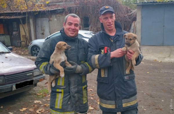 Одеські рятувальники звільнили з пастки двох цуценят Одеські рятувальники звільнили з пастки двох цуценят