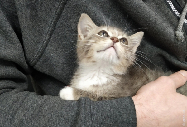 Розпочато розслідування за фактом загибелі кошенят у кафе кототерапії в Одесі