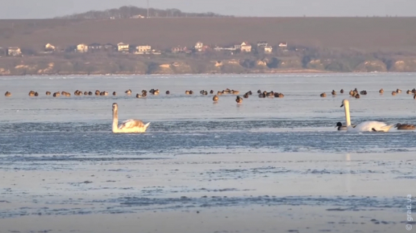 Жінка, рятуючи собаку, провалилася під лід