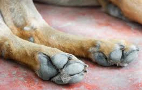 Розкрутив собаку на повідку та скинув зі схилу: матір підлітка оштрафують Розкрутив собаку на повідку та скинув зі схилу: матір підлітка оштрафують