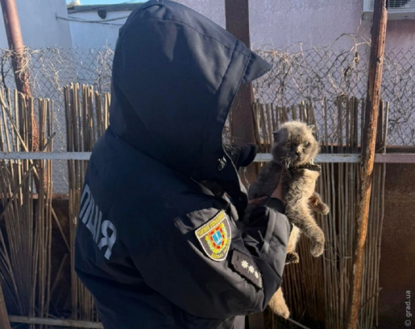 Прив'язала котів до машин: жінку підозрюють у жорстокому поводженні з тваринами Прив'язала котів до машин: жінку підозрюють у жорстокому поводженні з тваринами