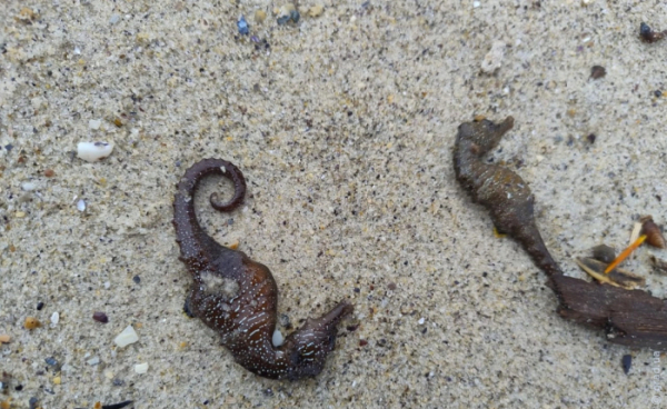 Масова загибель морських коників на одеському узбережжі: екологи з&rsquo;ясовують причину