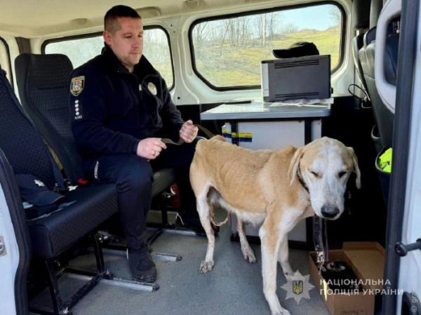Стріляв у собаку та цуценят: поліція розслідує жорстоке поводження з тваринами