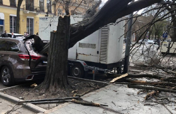 У центрі Одеси дерево впало на автомобіль