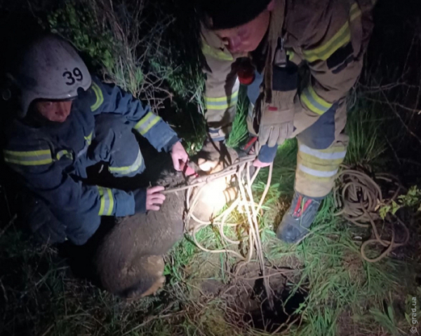 Рятувальники визволили собаку з шестиметрової пастки