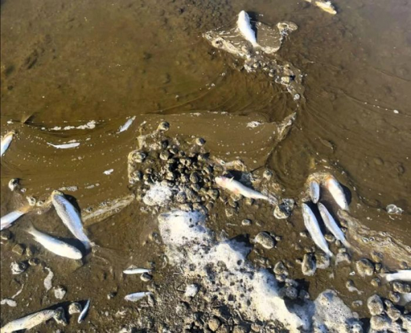 На Хаджибейському лимані знову масово гине риба: інспекція відібрала проби води На Хаджибейському лимані знову масово гине риба: інспекція відібрала проби води
